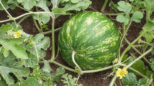 吃田瓜会长胖吗,吃田瓜真的会长胖吗？