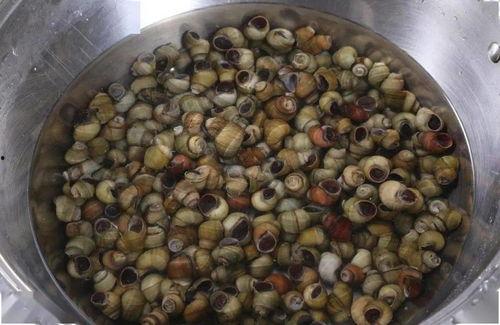 吃田螺时可以吃瓜吗,夏日消暑美食搭配指南