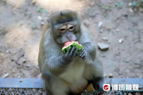 金宝在吃瓜,揭秘娱乐圈幕后故事