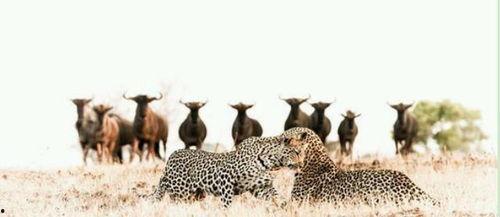 吃瓜的老犀牛,揭秘娱乐圈那些不为人知的幕后故事