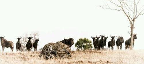 吃瓜的老犀牛,揭秘娱乐圈那些不为人知的幕后故事