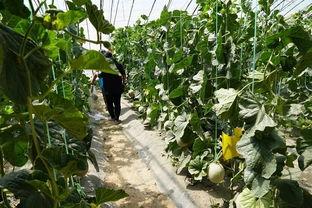 松溪吃瓜的视频,揭秘网红美食背后的故事