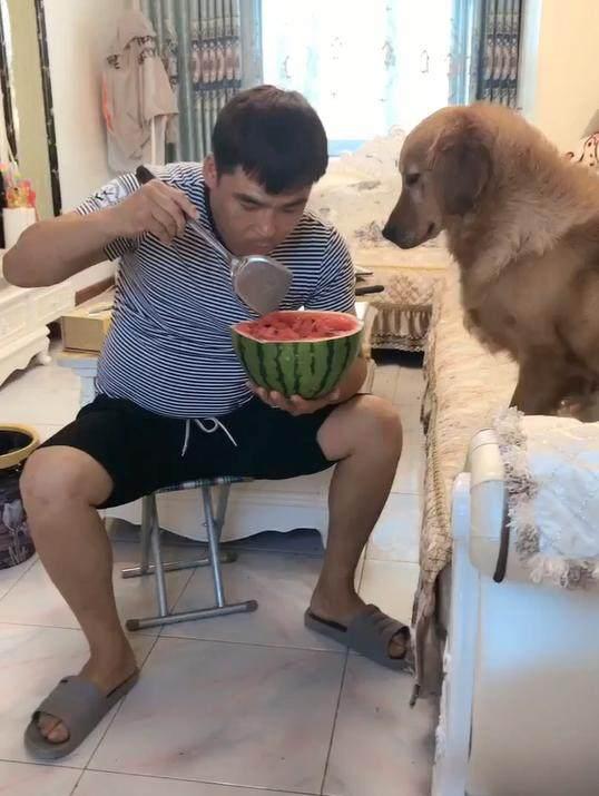 吃瓜被抓到狗狗,狗狗成关键线索揭秘事件真相