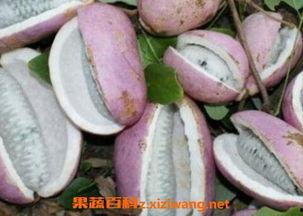 恩施吃瓜是什么,探寻“吃瓜”背后的文化韵味