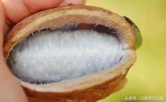 恩施吃瓜是什么,探寻“吃瓜”背后的文化韵味