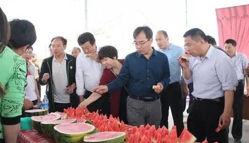 2024免费吃瓜内黄群众,内黄群众共享欢乐时光