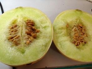 只吃里面籽的瓜,探寻只食籽的瓜类美食之旅