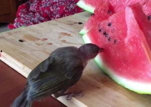 小鸟吃瓜的句子