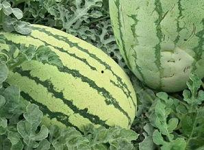 印度鼎足瓜怎么吃,探索鼎足瓜的独特食用之道