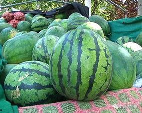 印度鼎足瓜怎么吃,探索鼎足瓜的独特食用之道