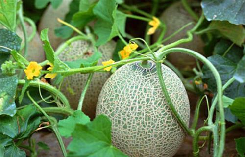 楚思清吃瓜系统,揭秘娱乐圈幕后风云