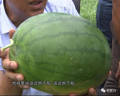 优质小胡吃瓜,探寻优质美食背后的故事