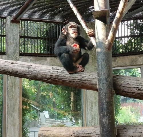 吃瓜头像动物图片,动物头像趣味横生