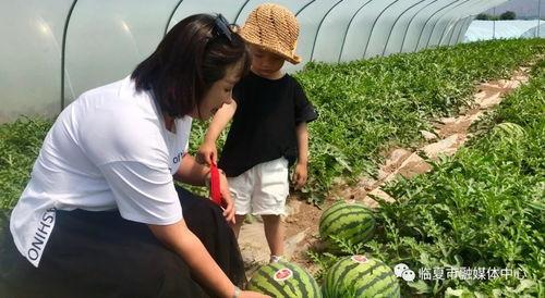 吃瓜 桥,网络热词背后的文化现象
