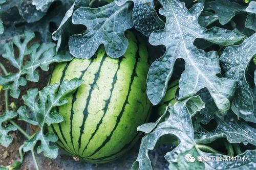 吃瓜 桥,网络热词背后的文化现象