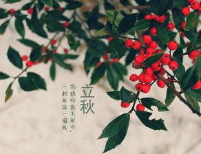 南京立秋为什么吃瓜,传承与品味的季节之选