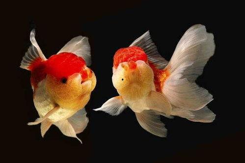 小金鱼可以吃瓜,瓜果美食之旅