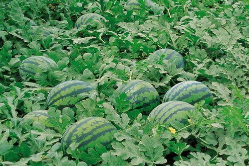 吃瓜交流群模板,一场全民参与的趣味盛宴