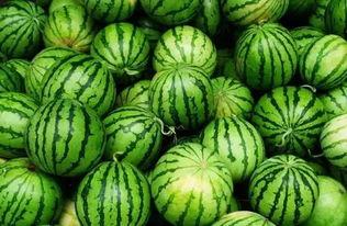 吃瓜交流群模板,一场全民参与的趣味盛宴