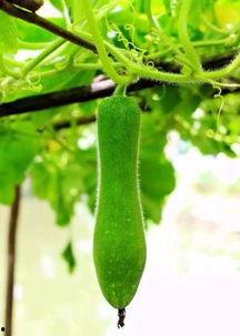 神奇的瓜怎么吃