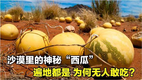 神奇的瓜怎么吃