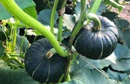 晚上吃贝贝瓜减肥,轻松开启健康减肥之旅