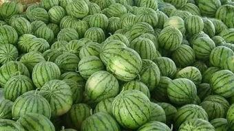 晚上瓜地里吃瓜,瓜地里的美味时光