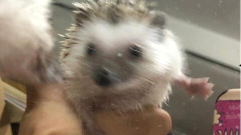 刺猬吃瓜怎么处理,趣味处理与生活智慧