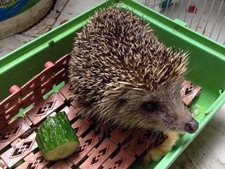 刺猬吃瓜怎么处理,趣味处理与生活智慧