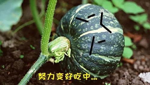 这个瓜怎么吃,教你如何巧妙享用“这个瓜”