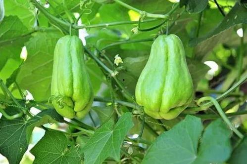 这个瓜怎么吃,教你如何巧妙享用“这个瓜”