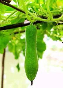 这个瓜怎么吃,教你如何巧妙享用“这个瓜”