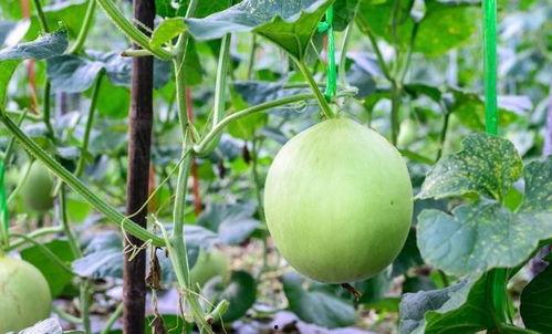 吃瓜嗓子肿,揭秘嗓子肿痛的成因与防治