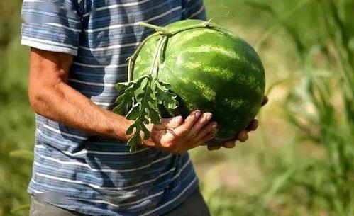 缅北挑人手筋的吃瓜,揭秘神秘组织背后的黑暗真相