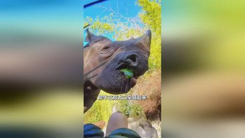 龙骑犀牛吃瓜,瓜田奇遇记