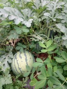 吃瓜苏九,娱乐圈的神秘“瓜农”