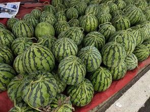 吃瓜苏九,娱乐圈的神秘“瓜农”