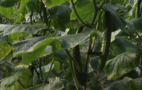 嘉祥县吃瓜,瓜果飘香，品味田园生活