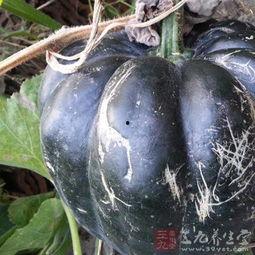 吃老方瓜好吗,品尝传统美食的味蕾之旅