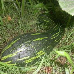 吃老方瓜好吗,品尝传统美食的味蕾之旅