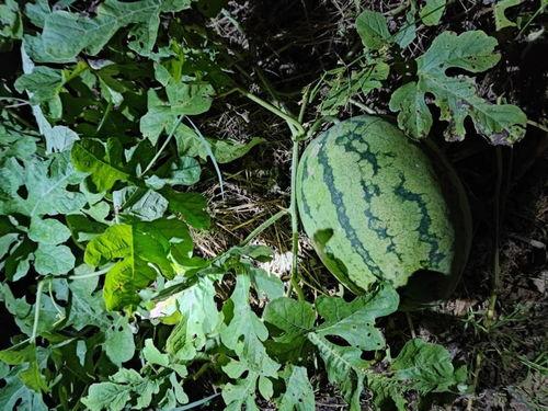 吃野生瓜叫什么