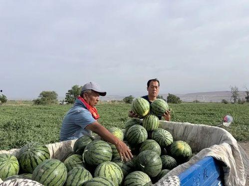 鄂州吃瓜在线,揭秘当地美食文化，畅享夏日消暑盛宴
