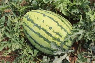 打工吃瓜,一起吃瓜看世界