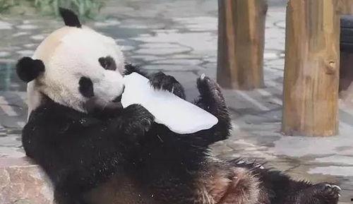 吃瓜的瓜哥熊猫叫什么,吃瓜界的萌宠传奇