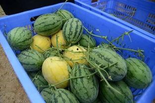 有没有吃瓜网,网络舆论场中的“瓜田”奇观