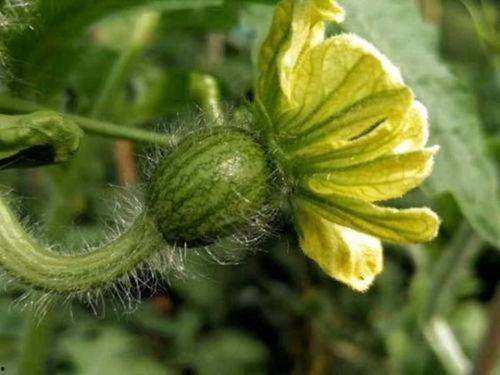 小瓜花可以吃,美味可口的天然美食探索