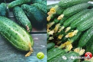 小瓜花可以吃,美味可口的天然美食探索