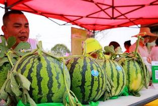 庄河吃瓜主角,揭秘幕后真相与精彩瞬间