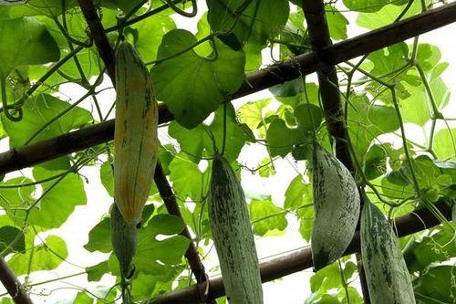 吃老鼠瓜上火吗,吃老鼠瓜是否会上火？营养专家为你解答