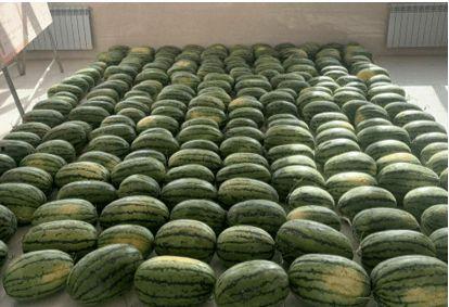 深圳龙岗吃瓜新闻,揭秘背后故事与网络热议